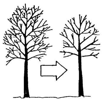 Fig. 1: Illustration of the benefits of proper tree pruning. 